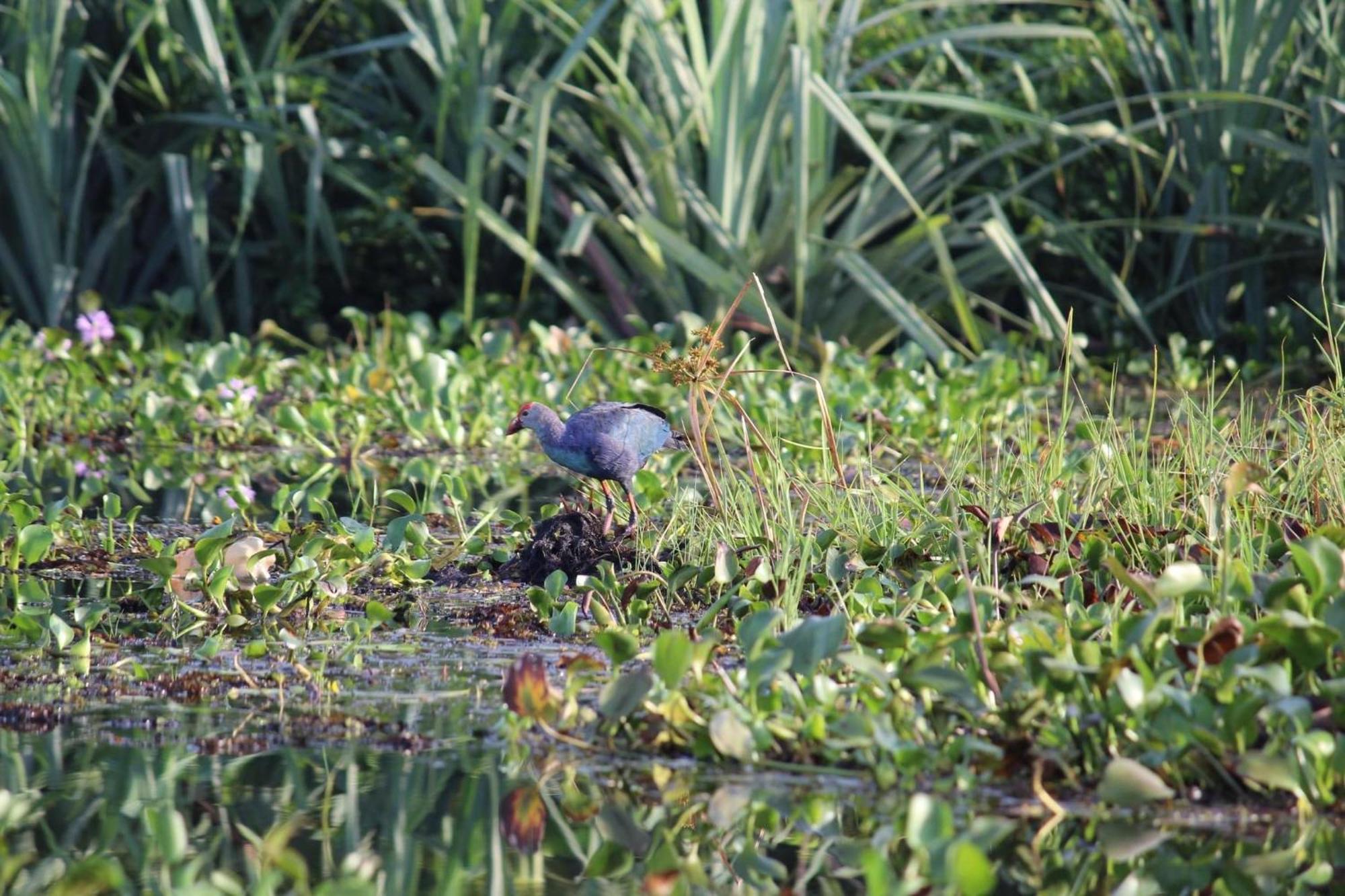 Lake Resort Bolgoda Wadduwa Bagian luar foto